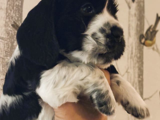 Cocker spaniel · Hallstavik · Passion Spaniels