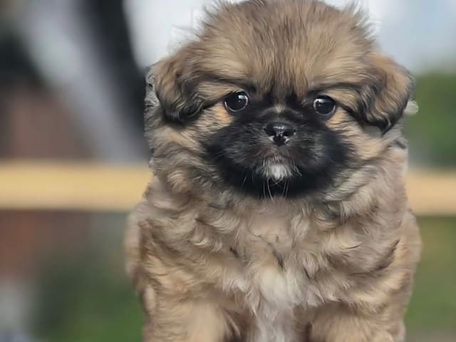 Tibetansk spaniel · Vesløs · Amtofts Kær
