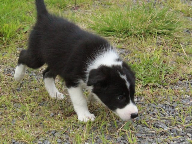 Border collie