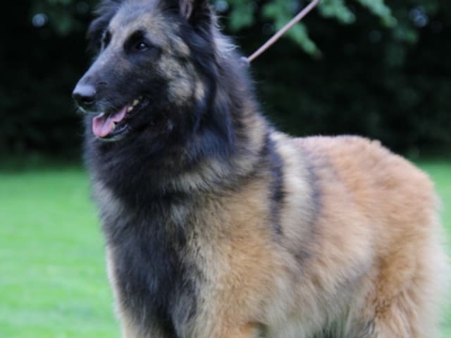 Belgisk vallhund – Tervueren · Tistrup · Traxa's