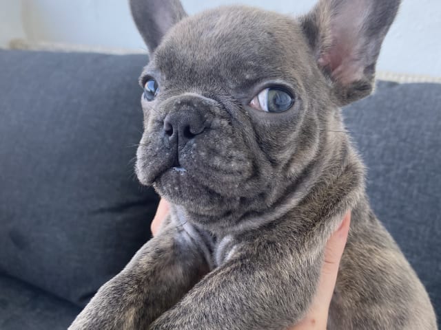 French Bulldog · Norrköping · Emiras frallor
