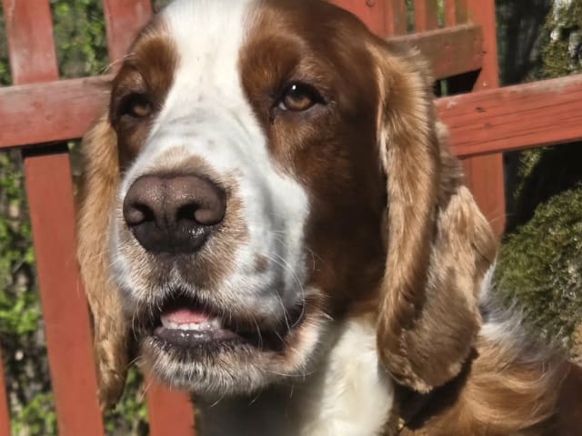 Welsh Springer Spaniel