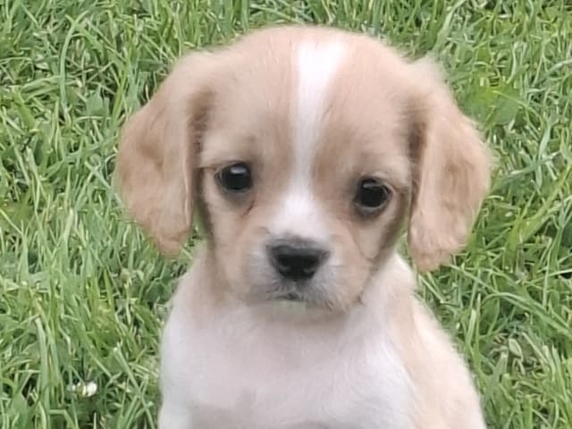 Cavapoo