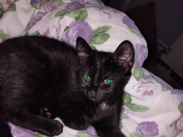 Perser / Bondkatt · Årjäng · Malin B.