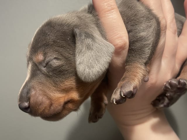 Dachshund