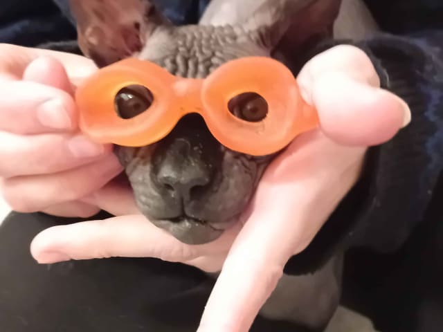 Sphynx