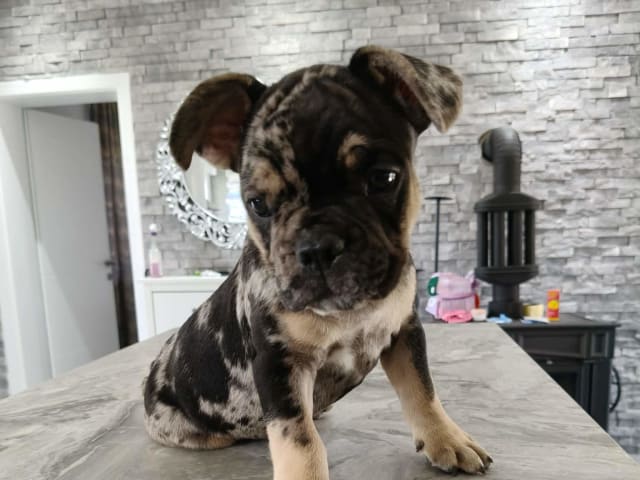 Fransk bulldogg · Lilla Edet · Suzana K.