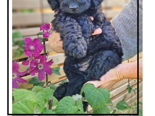 Double Doodle · Borås · Smith Labradoodles
