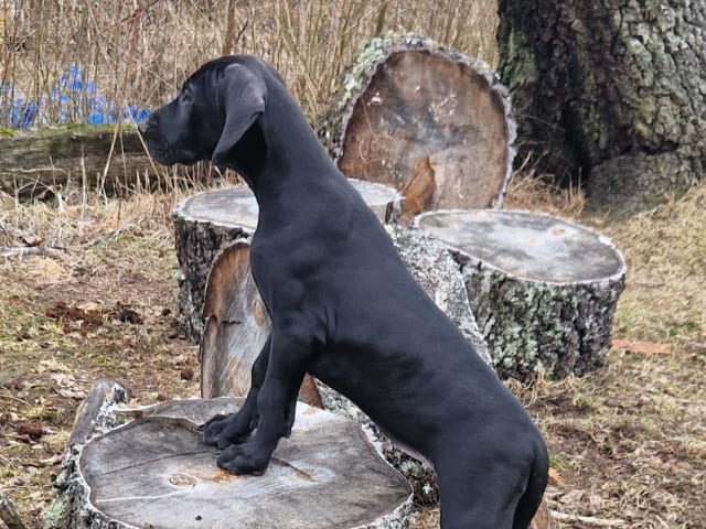 Great Dane (Grand danois)