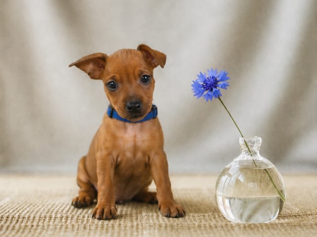Miniature Pinscher