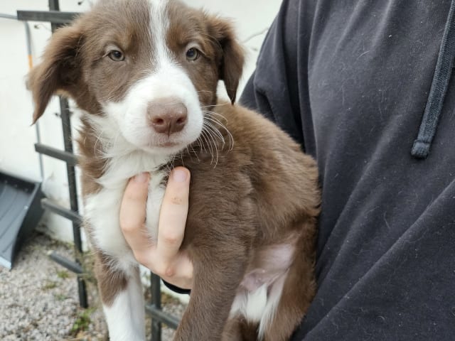 Border Collie