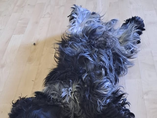 Cocker Spaniel