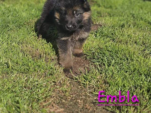 Tysk Schäferhund · Orkanger · Theahagen