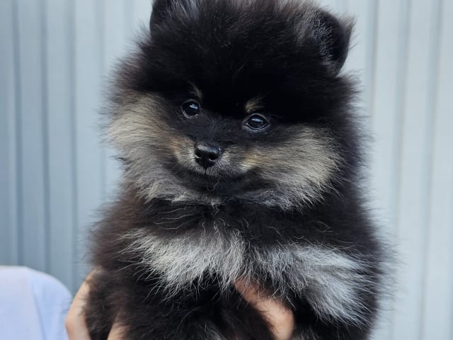 Pomeranian · Enköping · Pomsik Rakaaig