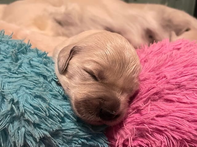 Golden retriever