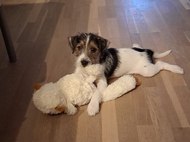 Parson Russell Terrier