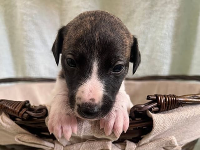 Whippet