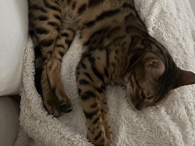 Bengal · Sundbyberg · Emina A.