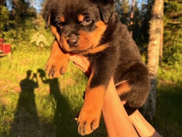 Rottweiler · Ursviken · Utkikens kennel