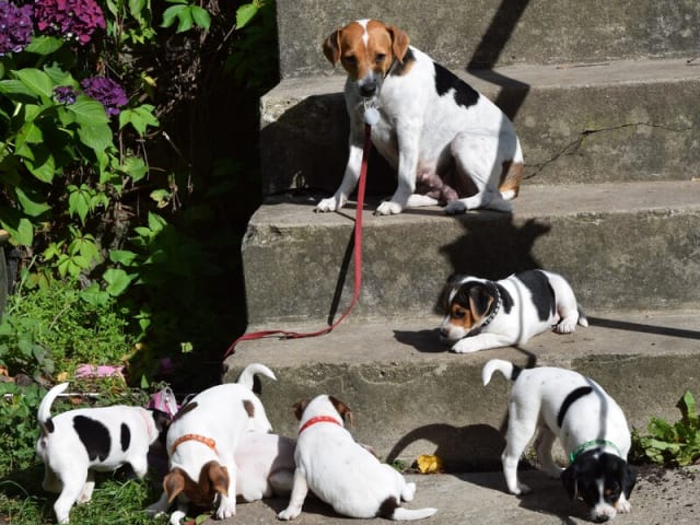 Danish Swedish Farmdog · Herlufmagle · Gårdbanditten
