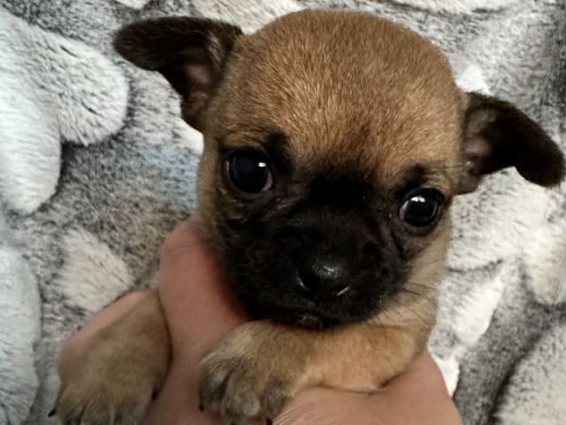 Chihuahua · Thorsø · Rose Malva