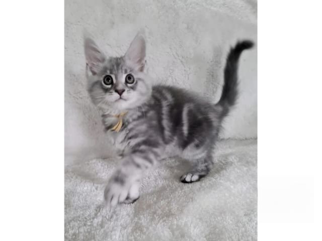 Maine Coon · Glanshammar · SE*Trollius New Moon