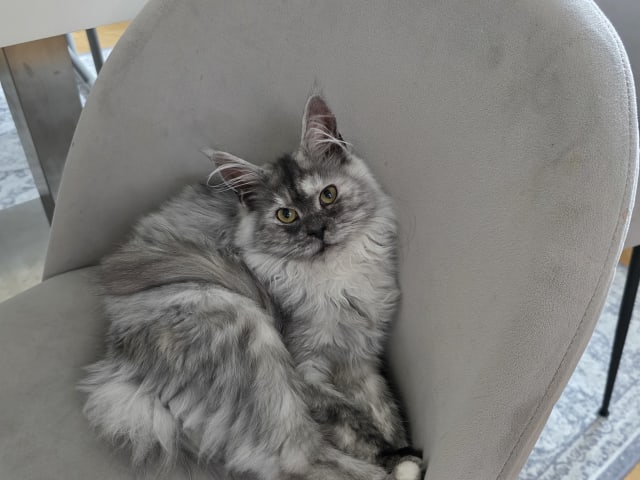 Maine Coon