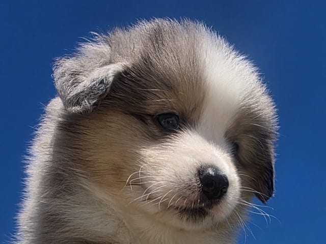 Miniature American Shepherd · Hyllinge · Lina Bäckström