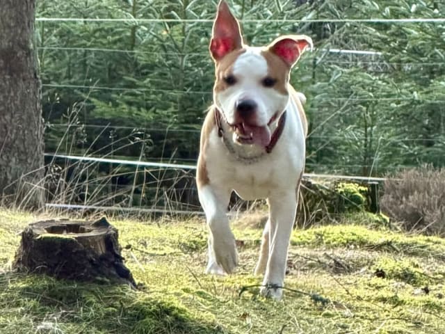 American Staffordshire Terrier · Perstorp · Annicanina's