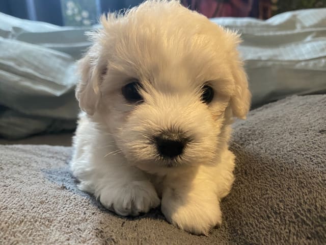 Coton de Tulear
