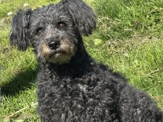 Pumi · Halmstad · Skallabackens kennel