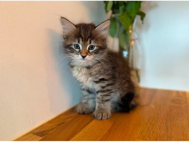 Sibirsk skogkatt