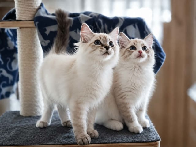 Ragdoll · Vadstena · Skåningstorp