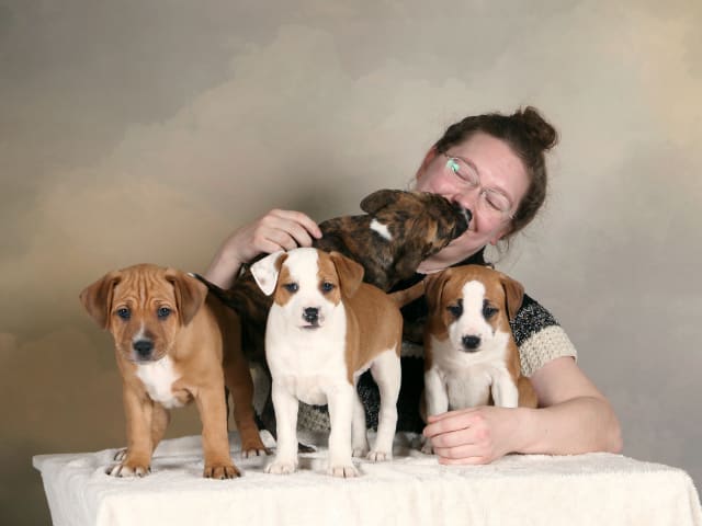 Dansk-svensk gårdshund/Staffordshire bullterrier · Lerdala · Kampavall