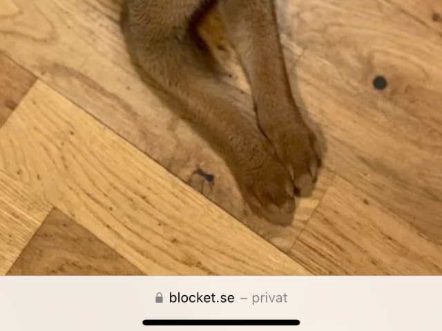 Chausie · Järfälla · Elia Y.