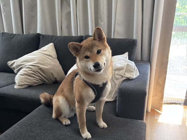 Shiba Inu