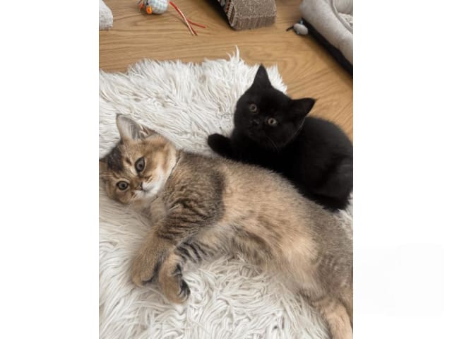 British Shorthair · Skövde · SE*Britessa