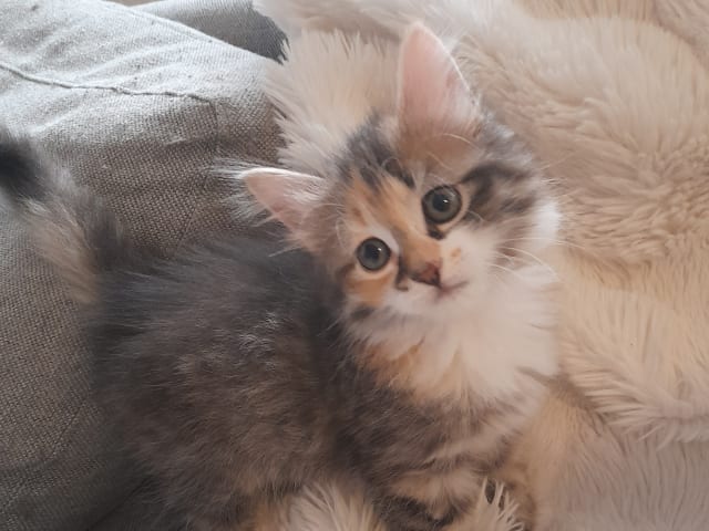 Sibirisk katt · Borlänge · SnowKitten