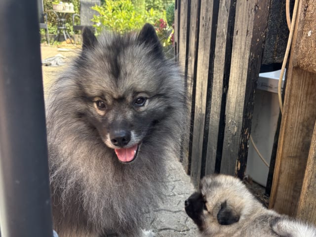 Keeshond
