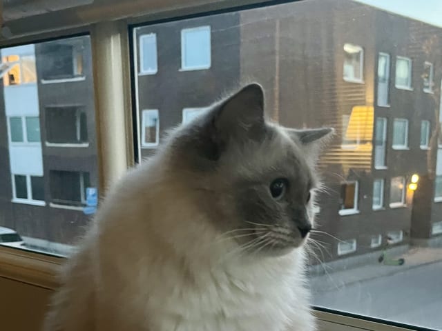 Ragdoll · Växjö · Stella W.