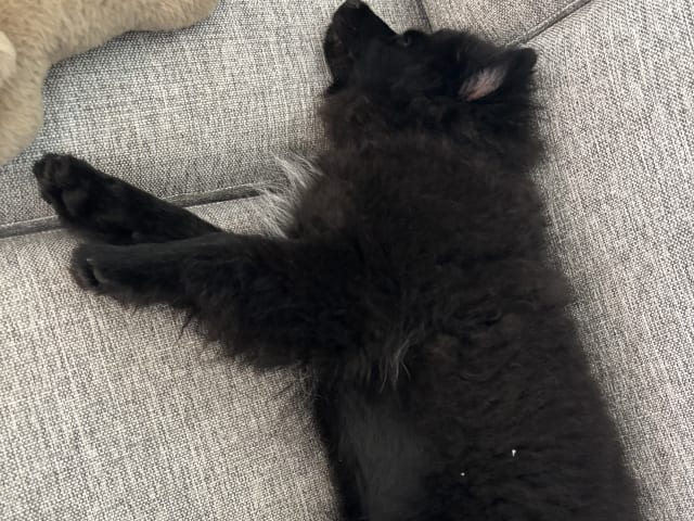 German Spitz – Mittelspitz
