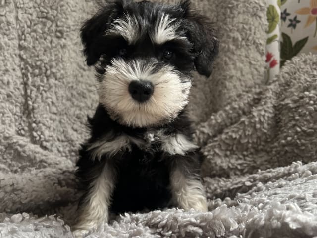 Miniature Schnauzer · Hässelby · Solstrålen