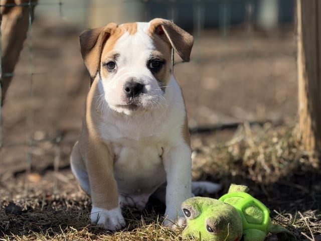 Continental Bulldog