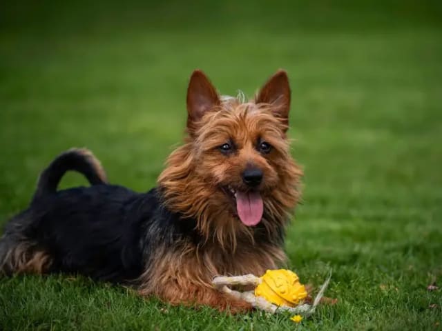 Australisk terrier · Røkland · Linn Iris Jansen