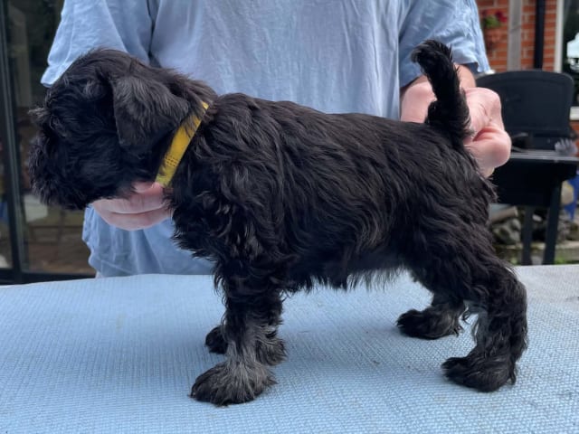 Miniature Schnauzer · Höör · Bonderhaus