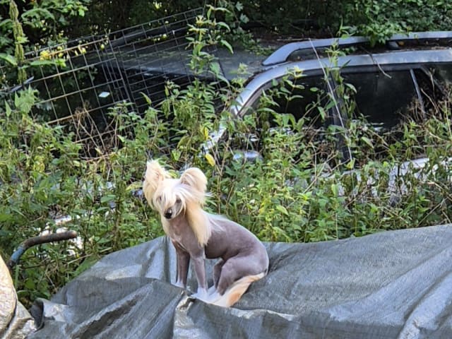 Chinese Crested Dog