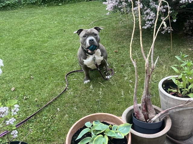 American bully · København · Joan J.