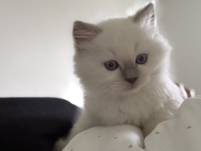 Ragdoll