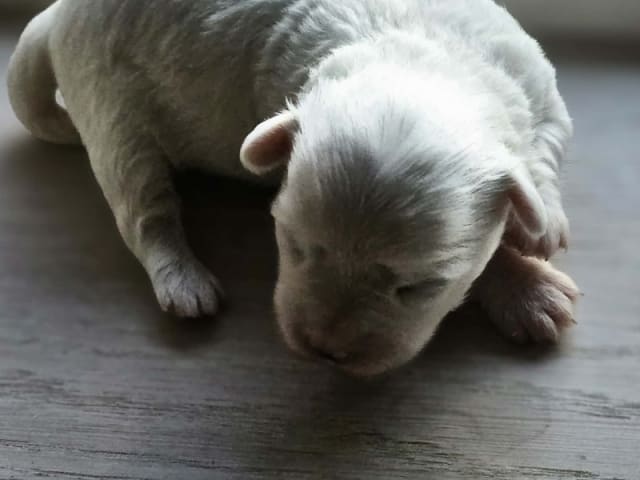Coton de Tulear · Aalborg · Kystvejens Coton og Xolo