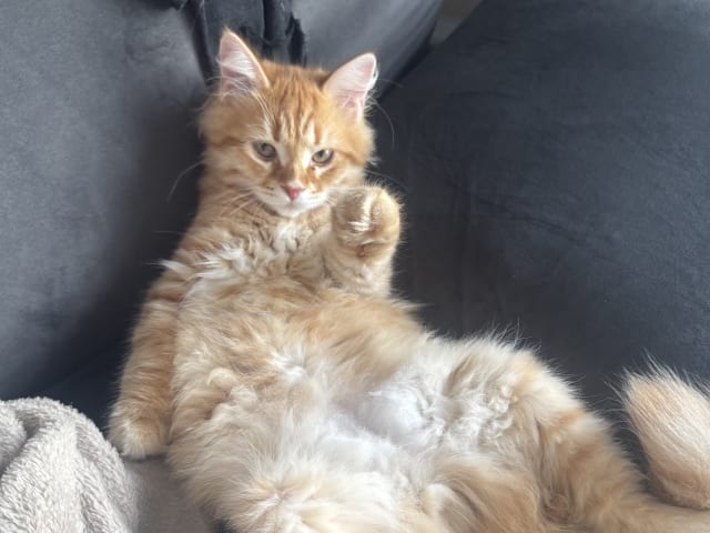 Sibirisk katt · Årsunda · William A.